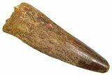 Fossil Spinosaurus Tooth - Real Fossil Tooth #370723-1